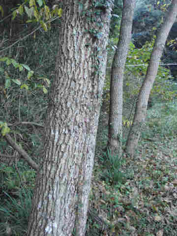 f:id:chuumeikun:20161204142838j:plain