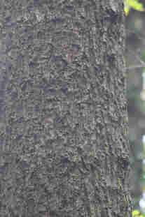 f:id:chuumeikun:20161204142851j:plain