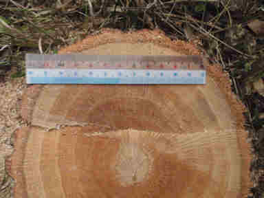 f:id:chuumeikun:20161204142902j:plain