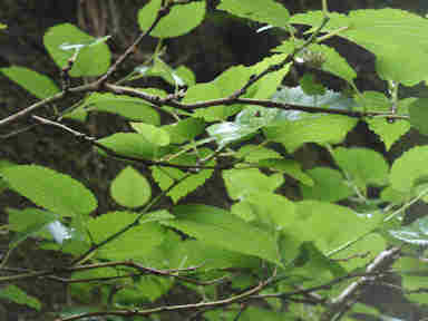 f:id:chuumeikun:20161206062258j:plain f:id:chuumeikun:20161206062258j:plain