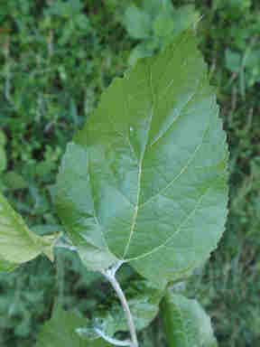 f:id:chuumeikun:20161206062311j:plain f:id:chuumeikun:20161206062311j:plain