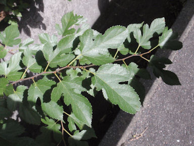 f:id:chuumeikun:20161206062322j:plain f:id:chuumeikun:20161206062322j:plain