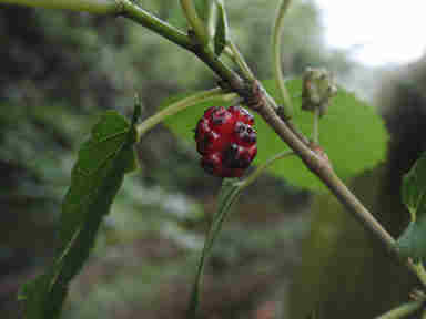 f:id:chuumeikun:20161206062340j:plain f:id:chuumeikun:20161206062340j:plain