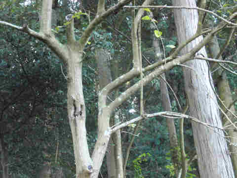 f:id:chuumeikun:20161206062405j:plain f:id:chuumeikun:20161206062405j:plain