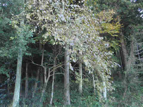 f:id:chuumeikun:20161206062417j:plain f:id:chuumeikun:20161206062417j:plain