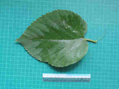 f:id:chuumeikun:20161206062826j:plain f:id:chuumeikun:20161206062826j:plain