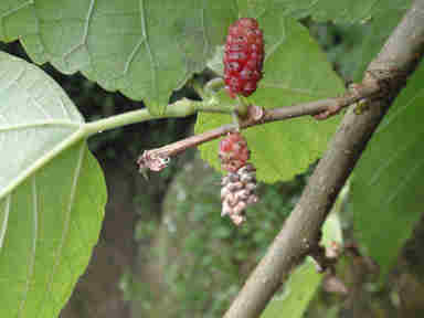 f:id:chuumeikun:20161206062854j:plain f:id:chuumeikun:20161206062854j:plain