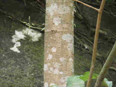 f:id:chuumeikun:20161206062920j:plain f:id:chuumeikun:20161206062920j:plain