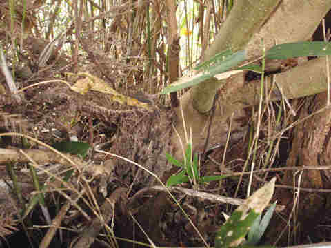 f:id:chuumeikun:20161206063102j:plain f:id:chuumeikun:20161206063102j:plain