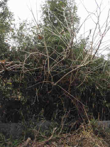 f:id:chuumeikun:20161206063115j:plain f:id:chuumeikun:20161206063115j:plain