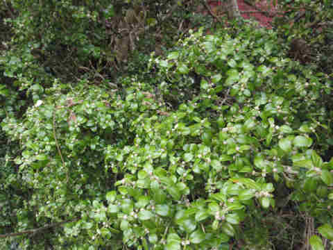 f:id:chuumeikun:20161207015855j:plain f:id:chuumeikun:20161207015855j:plain