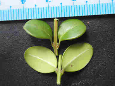 f:id:chuumeikun:20161207015920j:plain f:id:chuumeikun:20161207015920j:plain