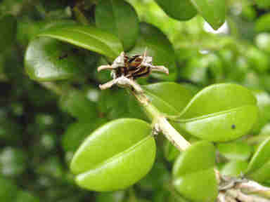 f:id:chuumeikun:20161207015959j:plain f:id:chuumeikun:20161207015959j:plain