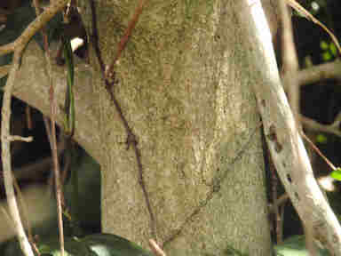 f:id:chuumeikun:20161207020012j:plain f:id:chuumeikun:20161207020012j:plain