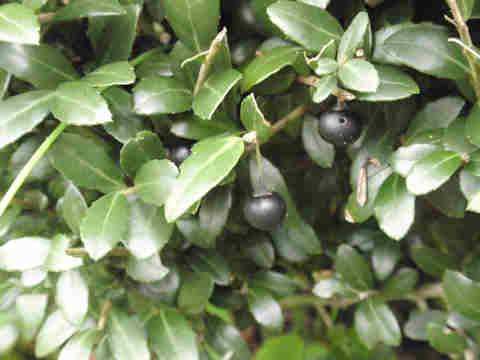 f:id:chuumeikun:20161207020348j:plain f:id:chuumeikun:20161207020348j:plain