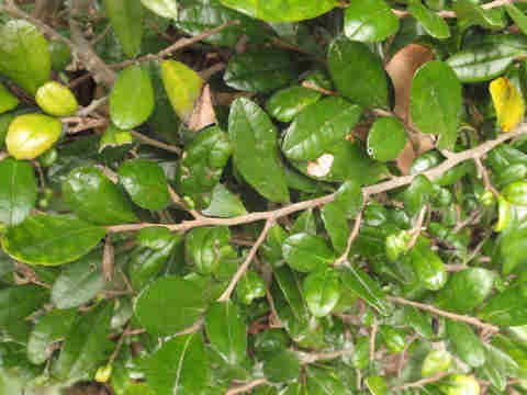 f:id:chuumeikun:20161207020626j:plain f:id:chuumeikun:20161207020626j:plain