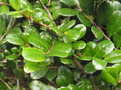 f:id:chuumeikun:20161207020638j:plain f:id:chuumeikun:20161207020638j:plain