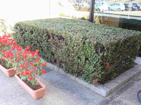 f:id:chuumeikun:20161207020740j:plain f:id:chuumeikun:20161207020740j:plain