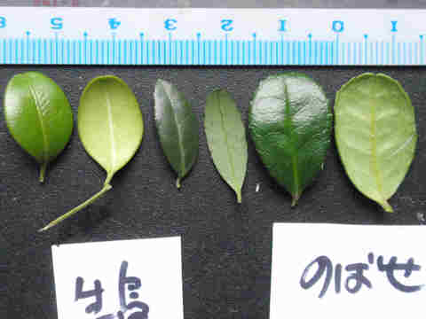 f:id:chuumeikun:20161207020920j:plain f:id:chuumeikun:20161207020920j:plain