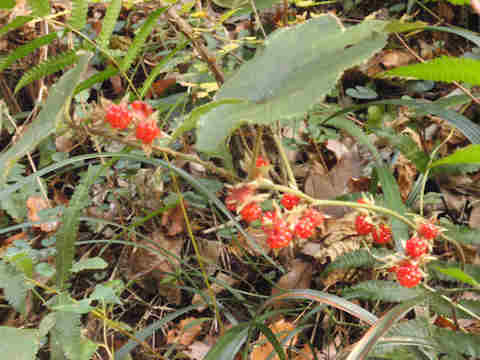 f:id:chuumeikun:20161207021532j:plain f:id:chuumeikun:20161207021532j:plain