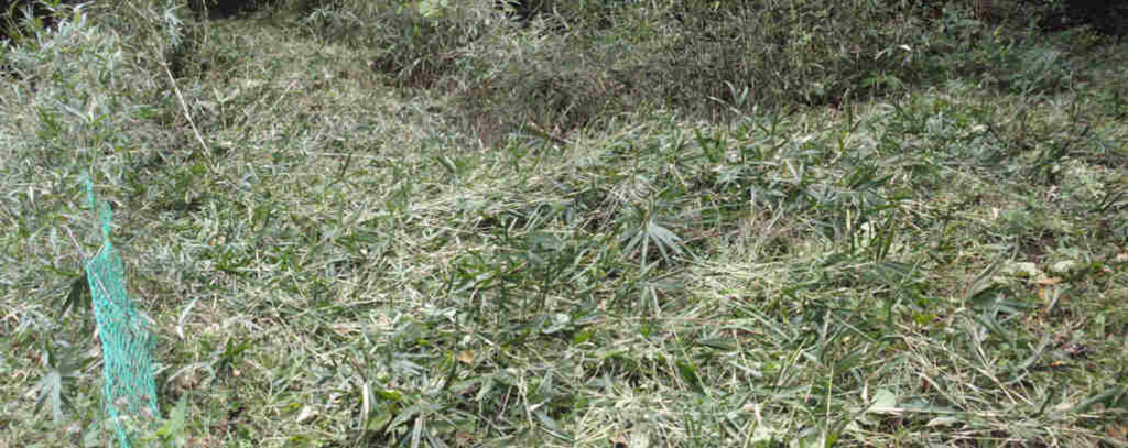 f:id:chuumeikun:20161207021549j:plain f:id:chuumeikun:20161207021549j:plain