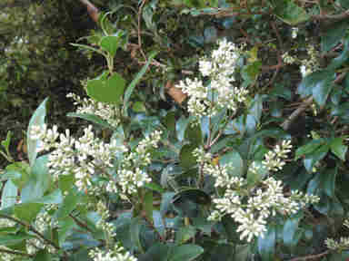 f:id:chuumeikun:20161213090402j:plain f:id:chuumeikun:20161213090402j:plain