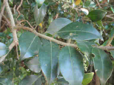 f:id:chuumeikun:20161213090414j:plain f:id:chuumeikun:20161213090414j:plain