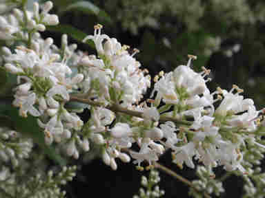 f:id:chuumeikun:20161213090426j:plain f:id:chuumeikun:20161213090426j:plain