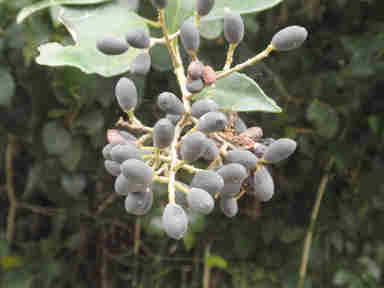 f:id:chuumeikun:20161213090438j:plain f:id:chuumeikun:20161213090438j:plain