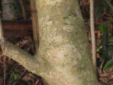 f:id:chuumeikun:20161213090542j:plain f:id:chuumeikun:20161213090542j:plain