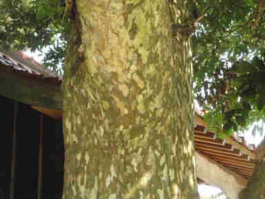 f:id:chuumeikun:20161214052959j:plain f:id:chuumeikun:20161214052959j:plain