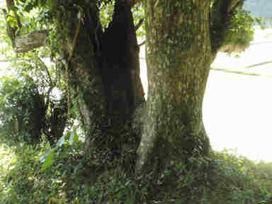 f:id:chuumeikun:20161214053011j:plain f:id:chuumeikun:20161214053011j:plain