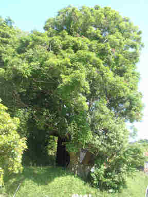 f:id:chuumeikun:20161214053023j:plain f:id:chuumeikun:20161214053023j:plain