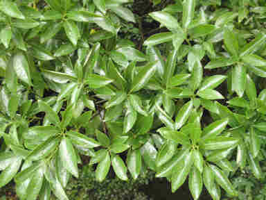 f:id:chuumeikun:20161214053453j:plain f:id:chuumeikun:20161214053453j:plain