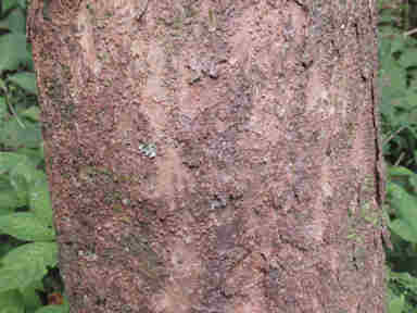 f:id:chuumeikun:20161214054240j:plain f:id:chuumeikun:20161214054240j:plain