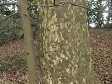 f:id:chuumeikun:20161214054252j:plain f:id:chuumeikun:20161214054252j:plain