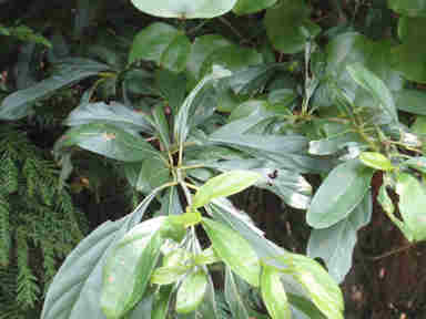 f:id:chuumeikun:20161214054512j:plain f:id:chuumeikun:20161214054512j:plain