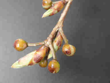 f:id:chuumeikun:20161214054533j:plain f:id:chuumeikun:20161214054533j:plain