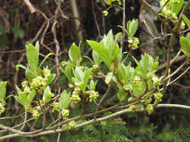 f:id:chuumeikun:20161214054543j:plain f:id:chuumeikun:20161214054543j:plain