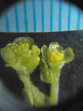 f:id:chuumeikun:20161214054558j:plain f:id:chuumeikun:20161214054558j:plain