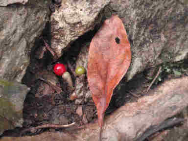 f:id:chuumeikun:20161214054612j:plain f:id:chuumeikun:20161214054612j:plain