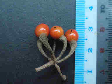 f:id:chuumeikun:20161214054625j:plain f:id:chuumeikun:20161214054625j:plain