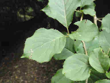 f:id:chuumeikun:20161216050531j:plain f:id:chuumeikun:20161216050531j:plain