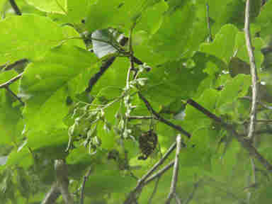 f:id:chuumeikun:20161216050546j:plain f:id:chuumeikun:20161216050546j:plain