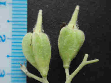 f:id:chuumeikun:20161216050558j:plain f:id:chuumeikun:20161216050558j:plain