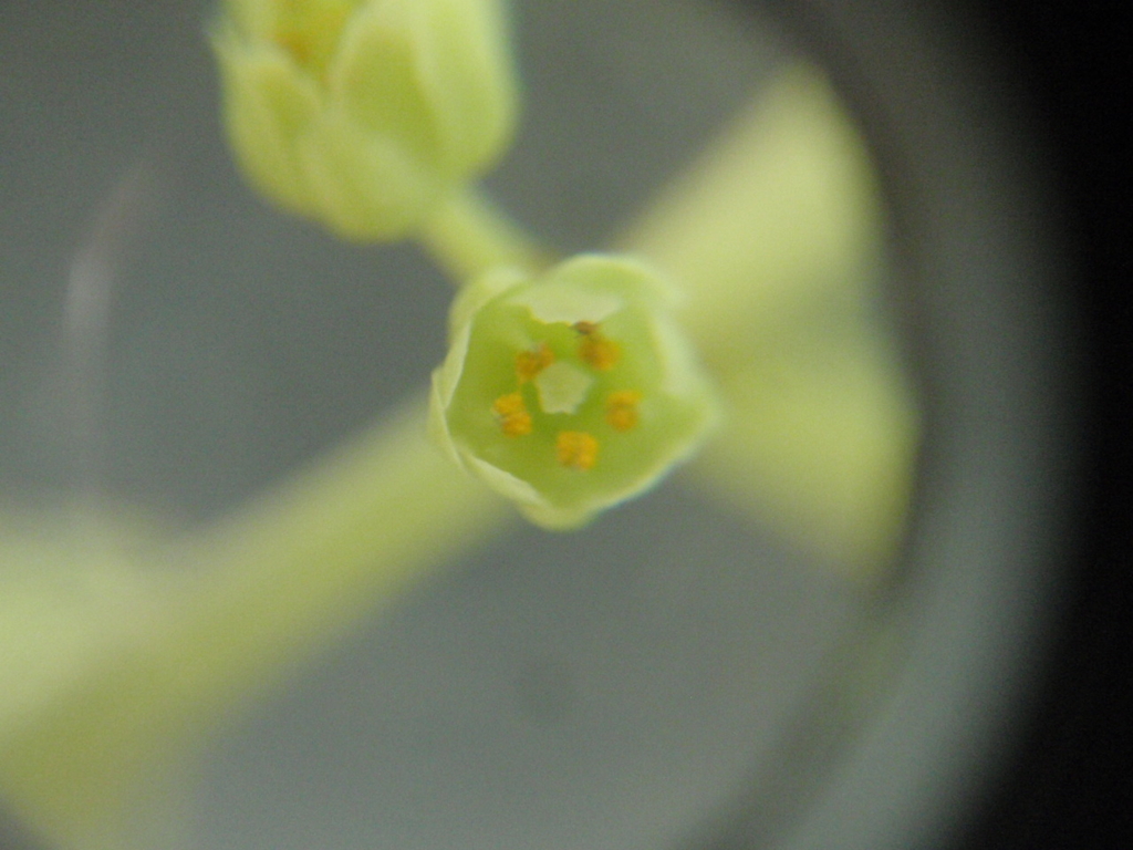 f:id:chuumeikun:20161217030348j:plain