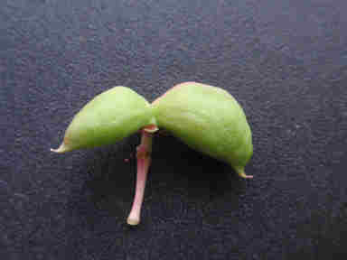 f:id:chuumeikun:20161217030425j:plain