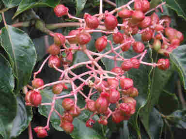 f:id:chuumeikun:20161217030445j:plain