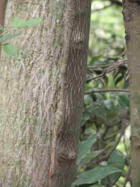 f:id:chuumeikun:20161217030532j:plain