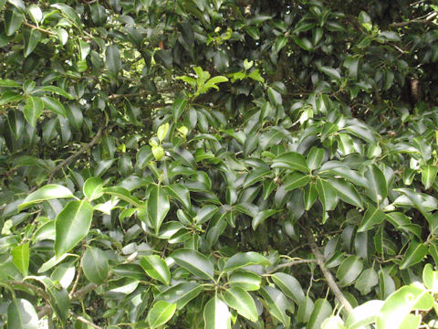 f:id:chuumeikun:20161220133919j:plain f:id:chuumeikun:20161220133919j:plain